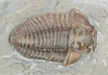 Bargain, Flexicalymene Trilobite In Shale - Ohio #52200-1